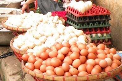 Trứng gà ta biến hóa từ trứng gà công nghiệp nhờ ủ hóa chất ?